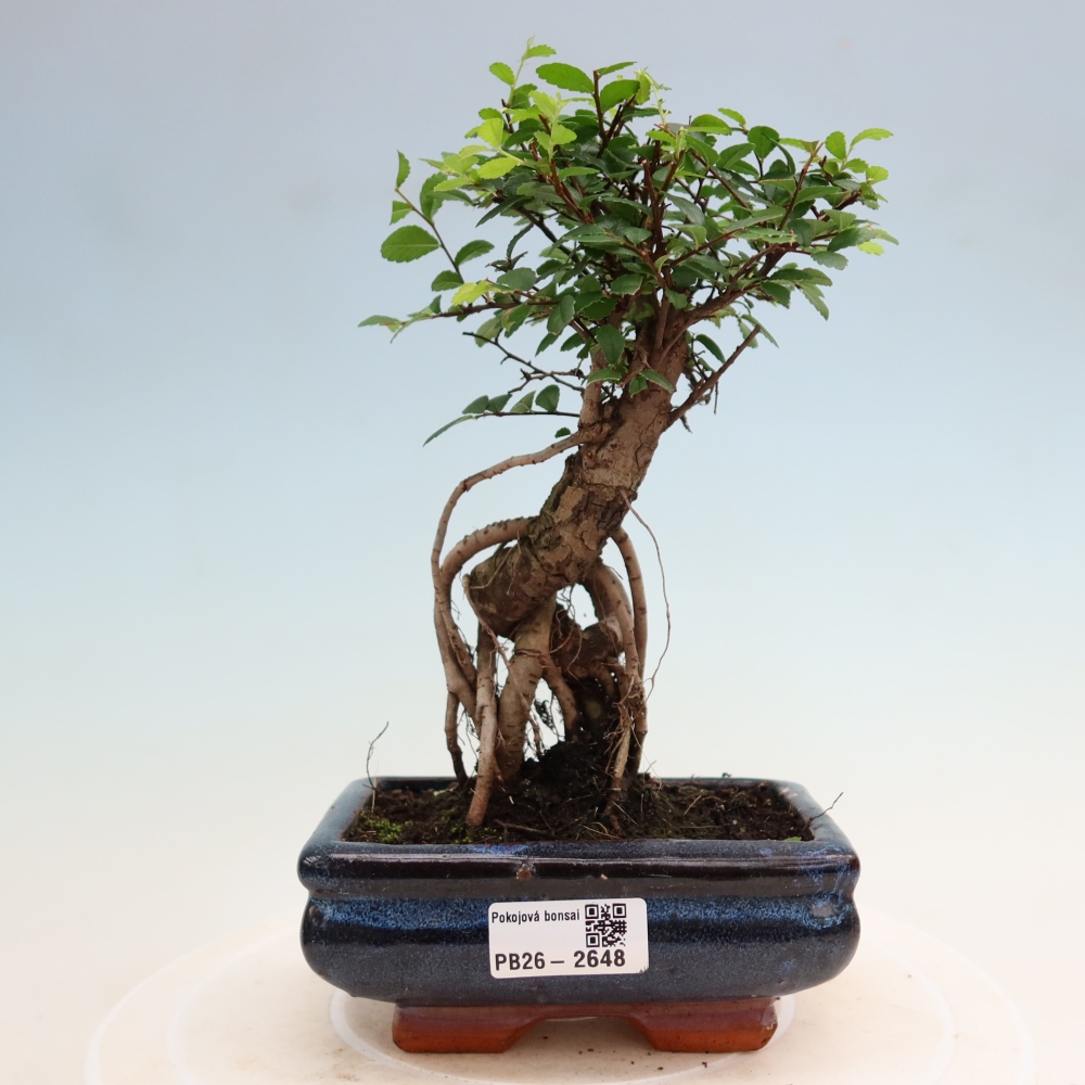 Izbový bonsaj - Ulmus parvifolia - brest malolistý