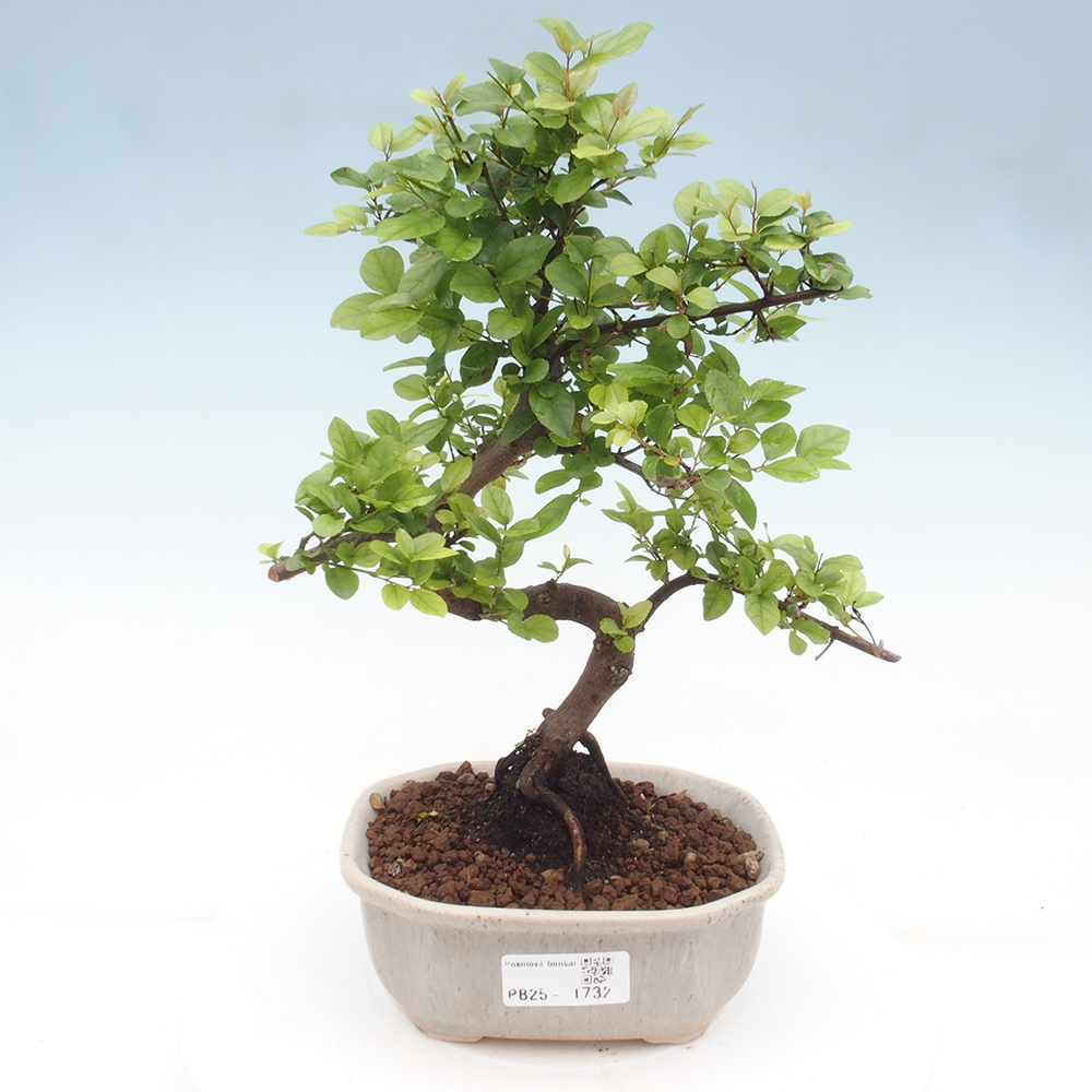 Izbová bonsai - Sagerécie thea - Sagerécie thea