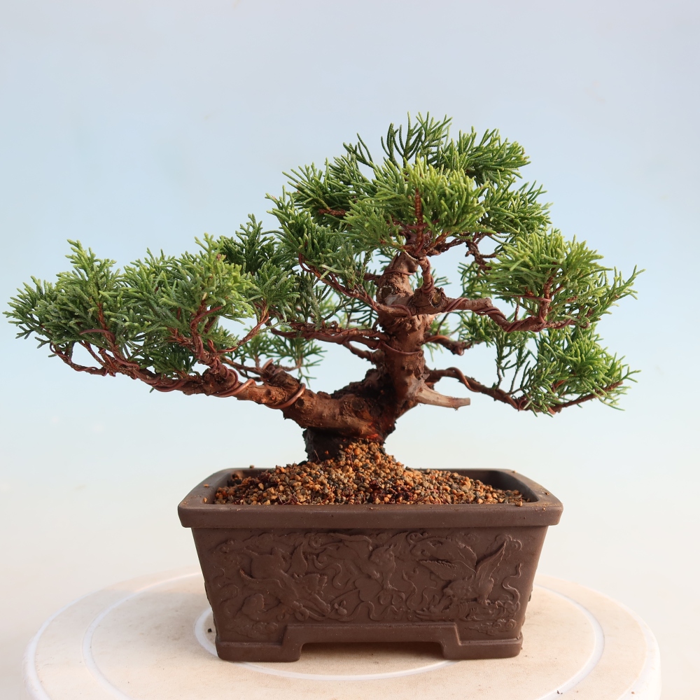 Vonkajší bonsai - Juniperus chinensis Itoigawa -Jalovec čínsky