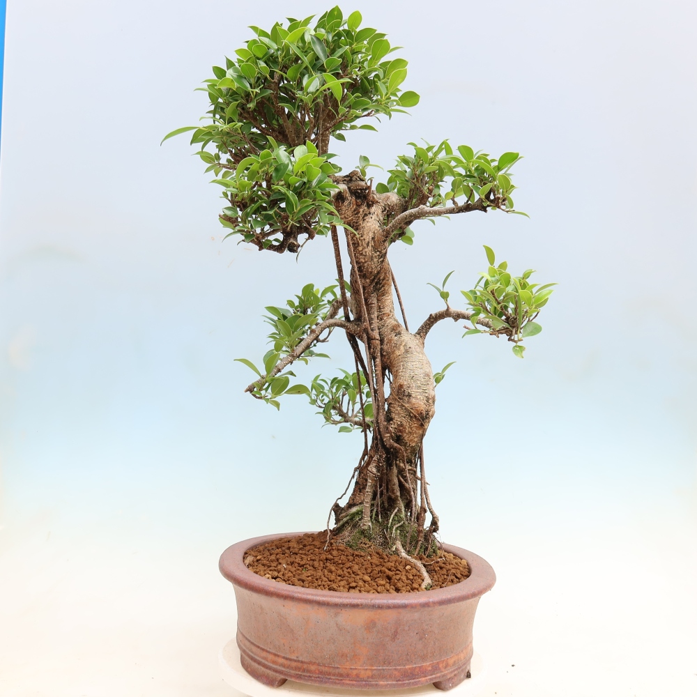 Izbové bonsaje - Ficus kimmen - drobnolistý fikus