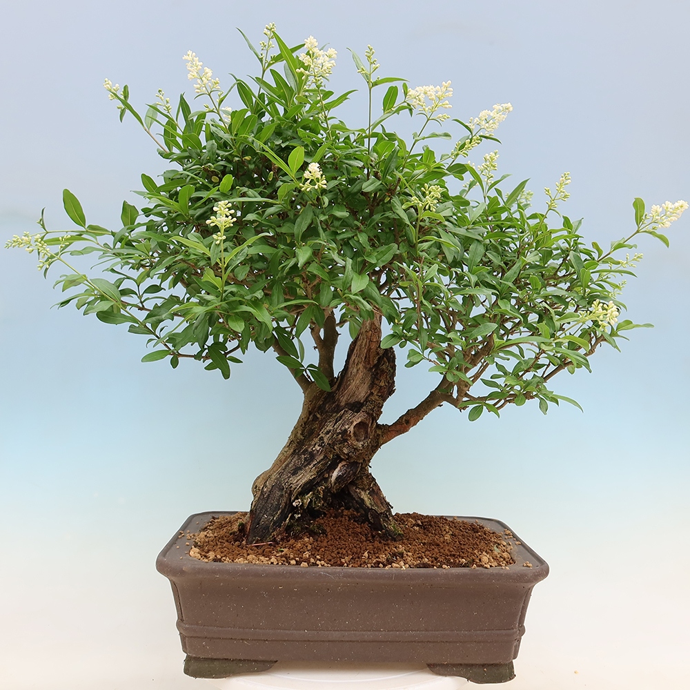 Vonkajší bonsaj - Ligustrum vulgare - Vtáčí zobák