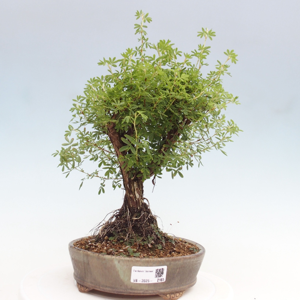 Vonkajšia bonsai-Nátržník krovitá - potentila fruticosa yellow Bird