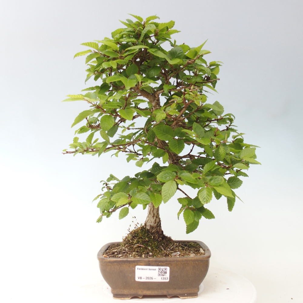 Vonkajšie bonsaje -Carpinus CARPINOIDES - Hrab kórejský