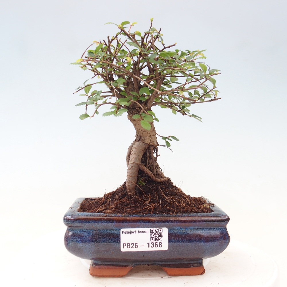 Izbový bonsaj - Ulmus parvifolia - brest malolistý