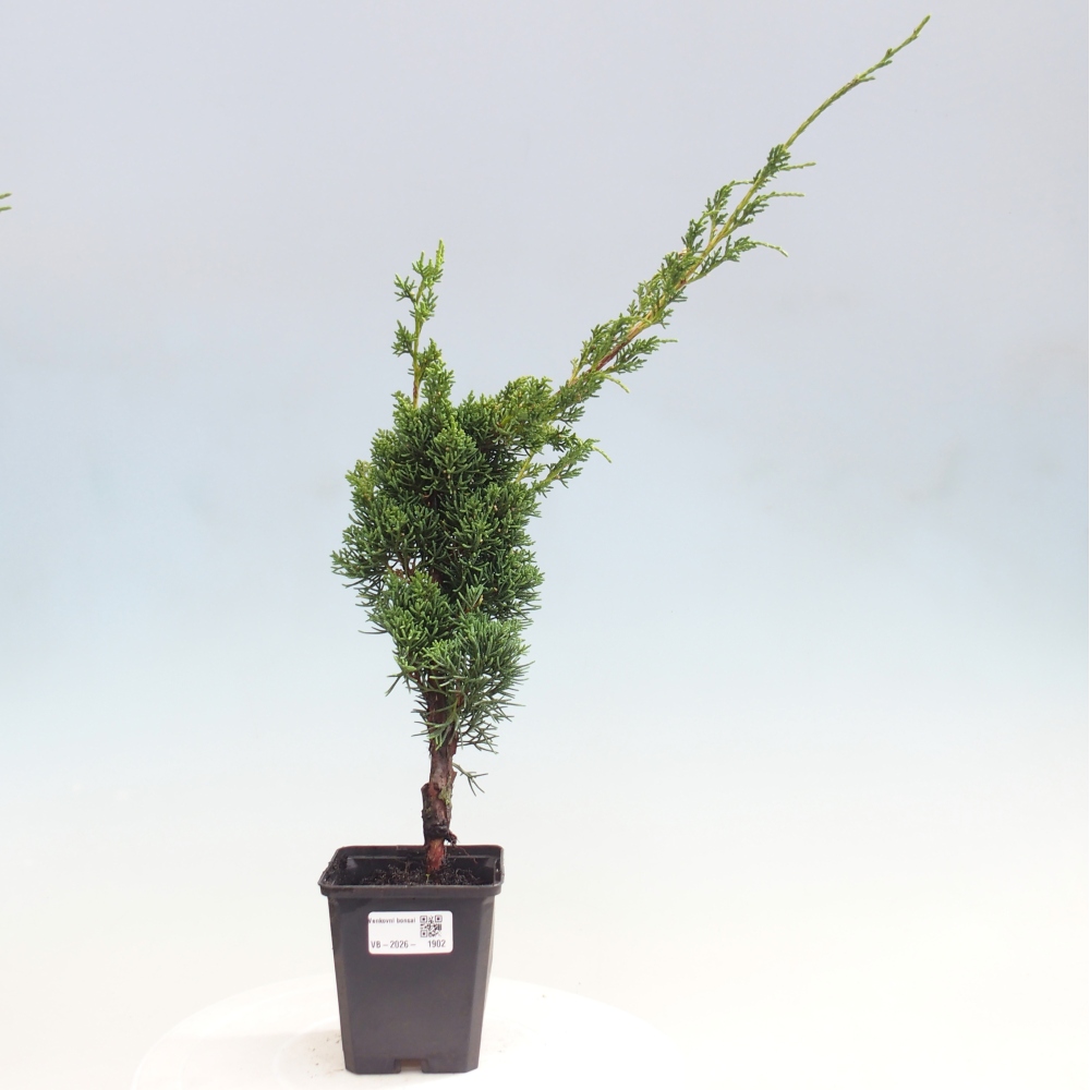 Vonkajší bonsaj - Juniperus chinensis Kishu