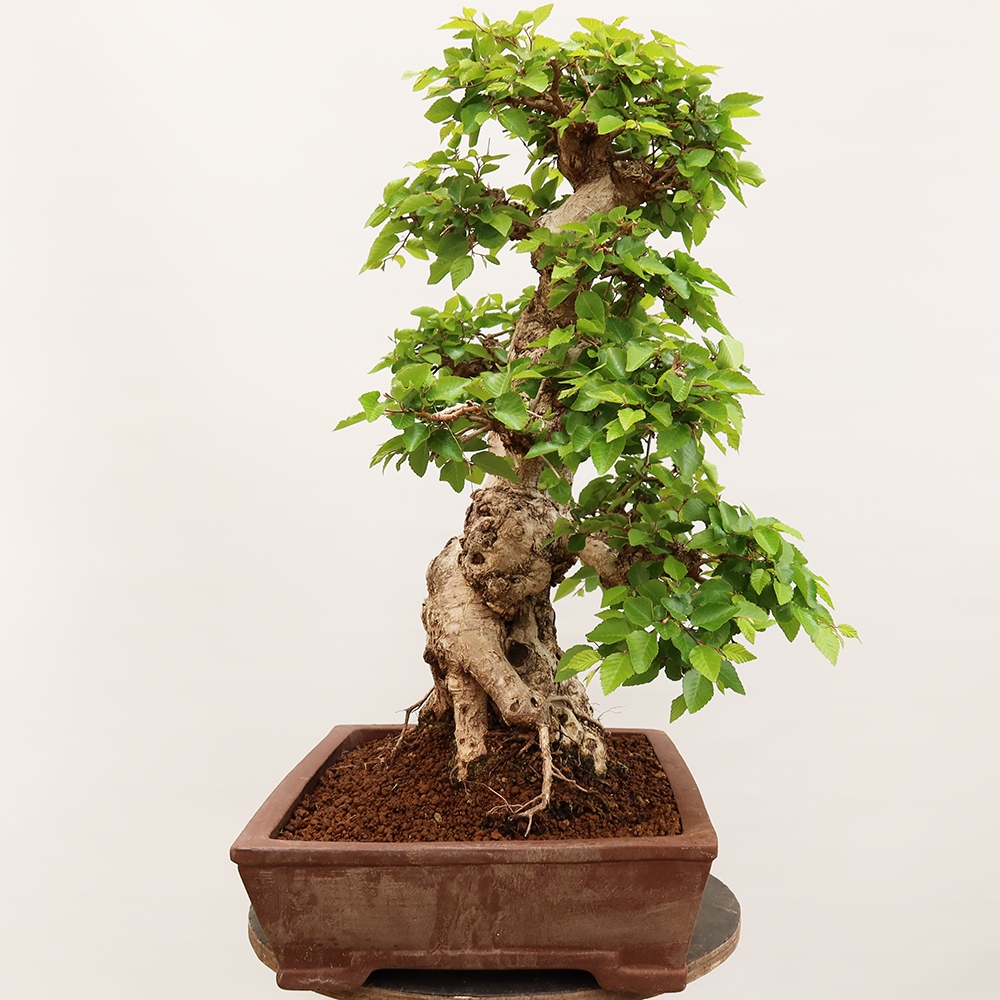 Vonkajší bonsai -Carpinus Coreana - Hrab kórejský