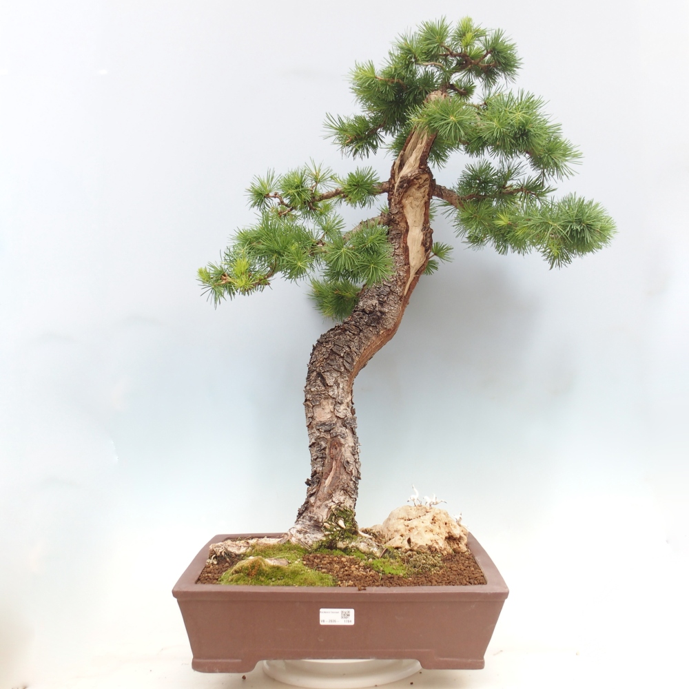 Vonkajšie bonsaje -Larix decidua - Smrekovec