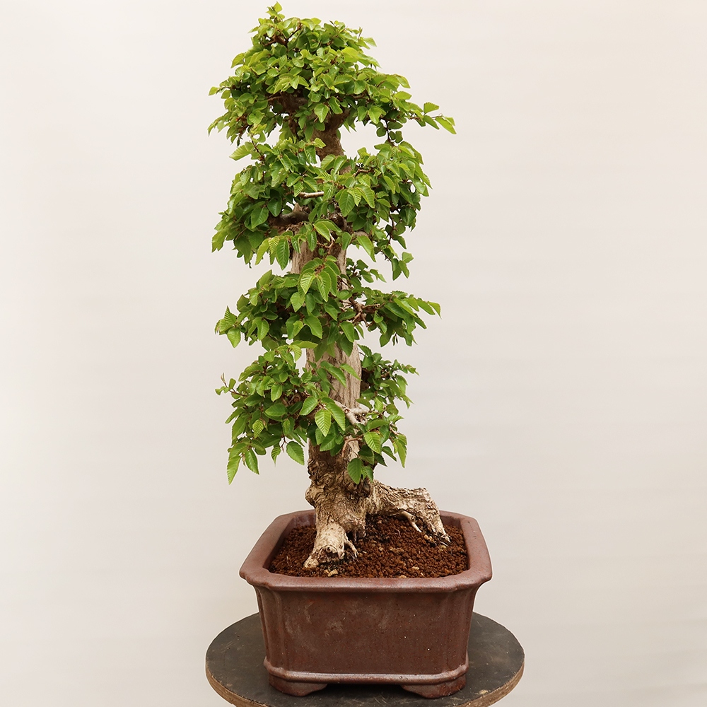 Vonkajší bonsai -Carpinus Coreana - Hrab kórejský