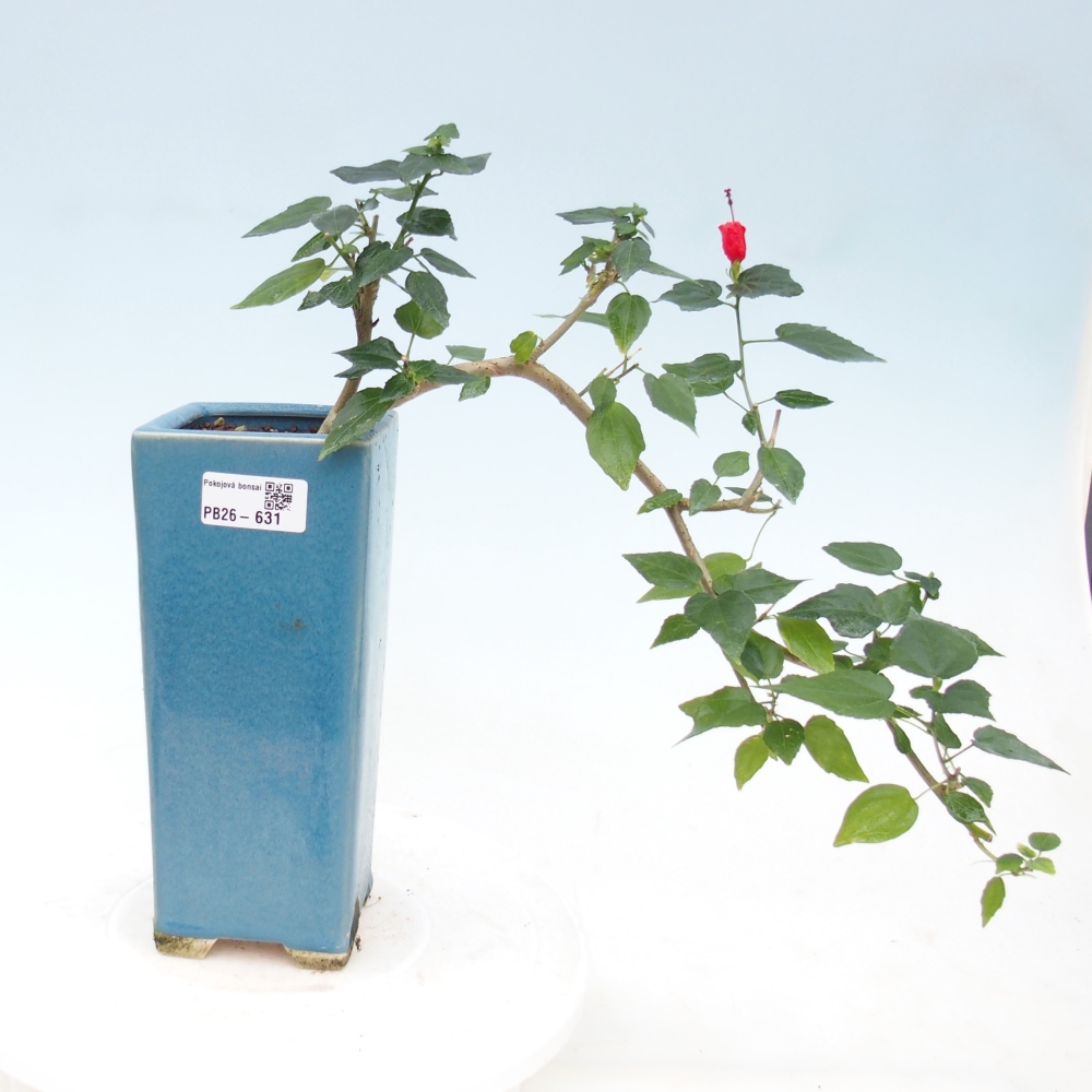 Izbový bonsaj - Malvaviscus arboreus