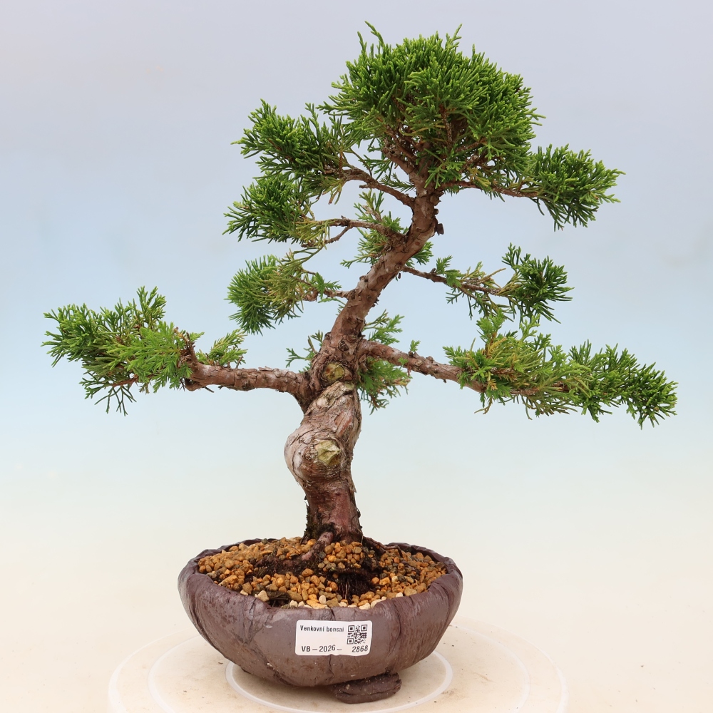 Vonkajší bonsaj - Juniperus chinensis Itoigawa