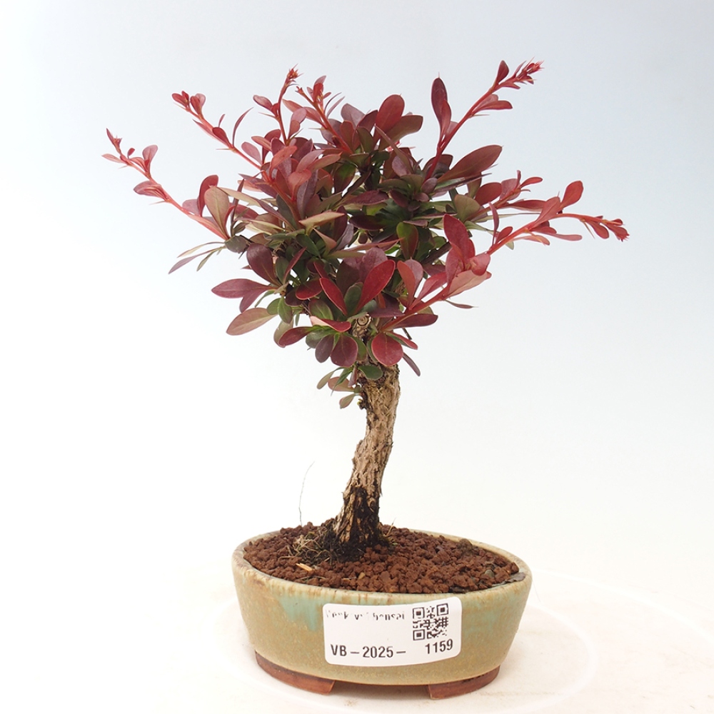 Vonkajší bonsai - Berberis thunbergii Kobold - Drištál Thunbergov