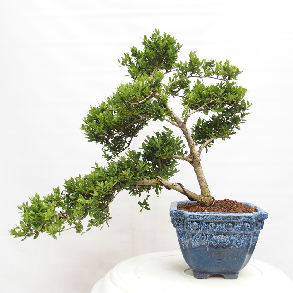 Izbová bonsai - Ilex crenata - Cezmína