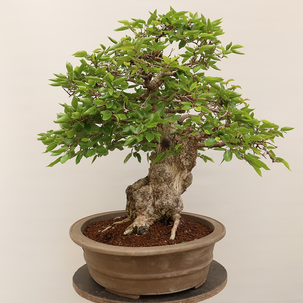 Vonkajší bonsai -Carpinus Coreana - Hrab kórejský
