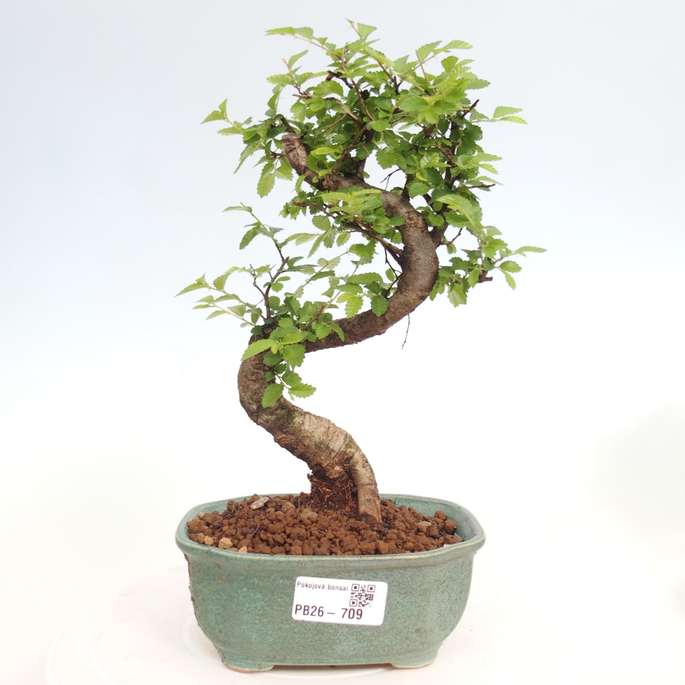 Izbový bonsaj - Ulmus parvifolia - brest malolistý