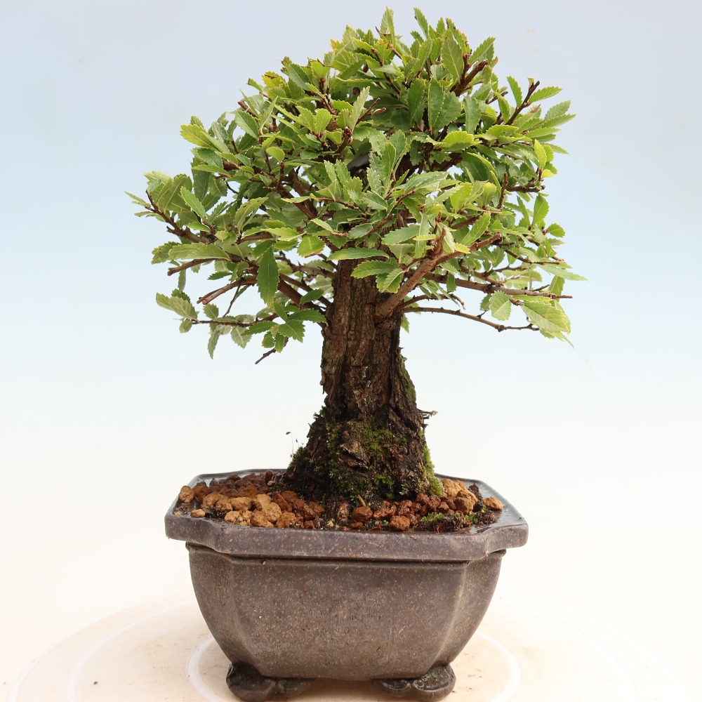 Vonkajšie bonsaje - Zelkova - Zelkova NIRE