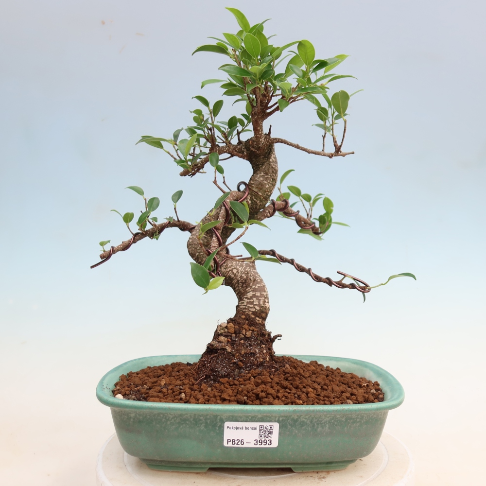 Izbové bonsaje - Ficus kimmen - drobnolistý fikus