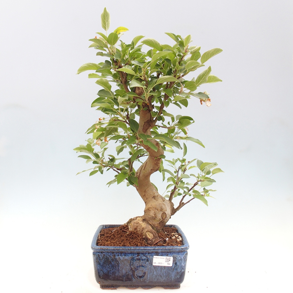 Vonkajší bonsai -Malus halliana - Maloplodá jabloň