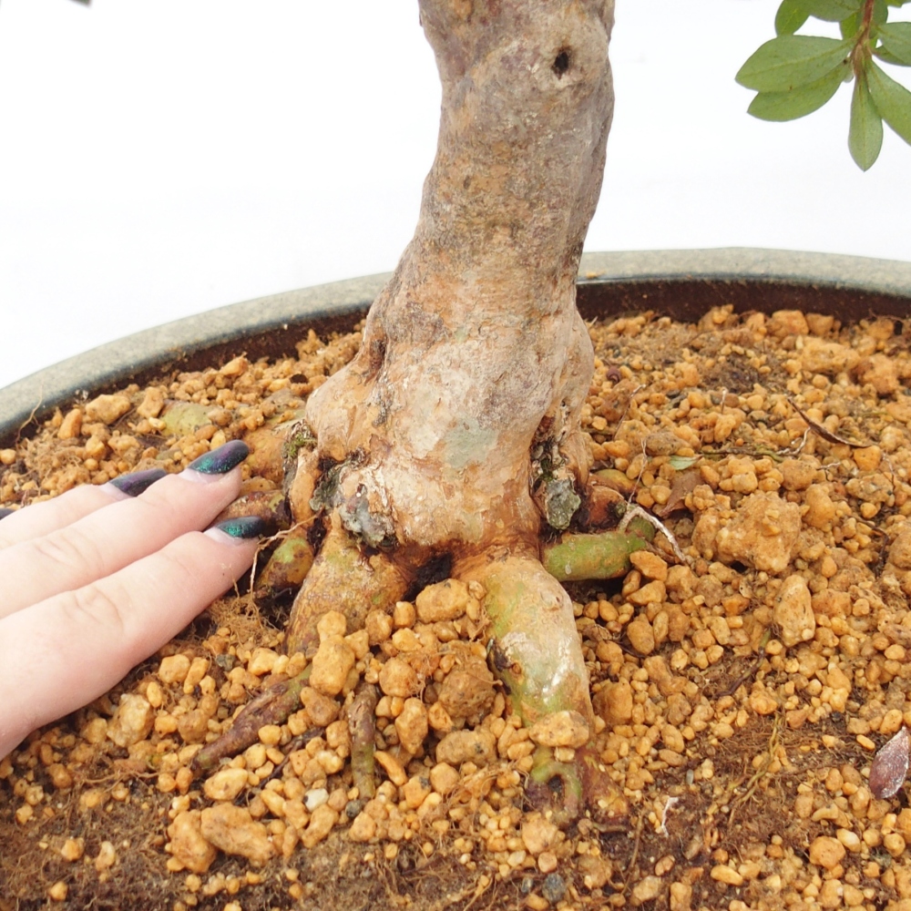 Vonkajšie bonsaje - Japonské azalky - Azalea Hanatsuzuri