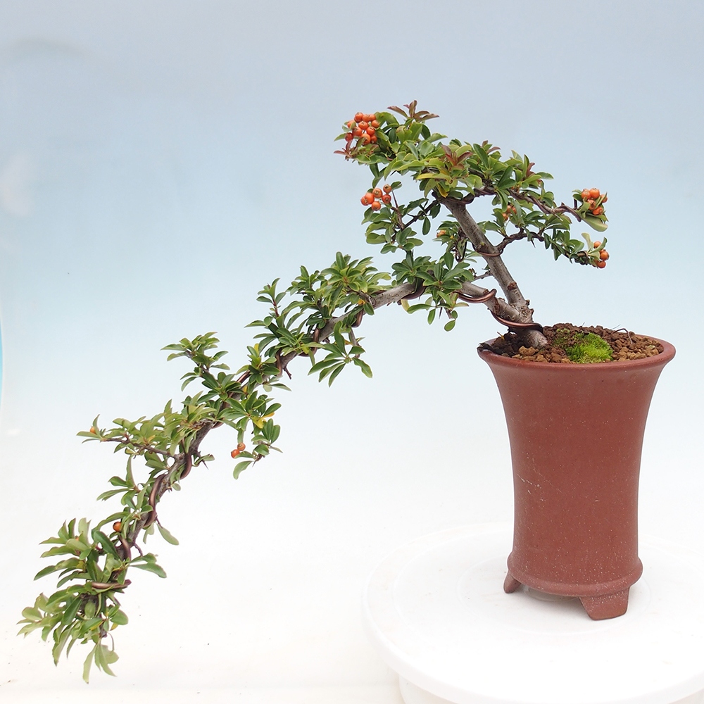 Vonkajšie bonsaje-Pyracantha Teton -Hlox