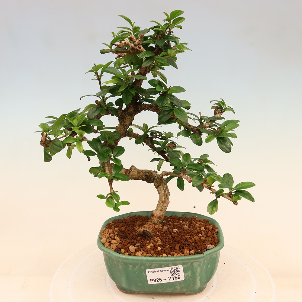 Izbové bonsaje - Carmona macrophylla - Tea fuki