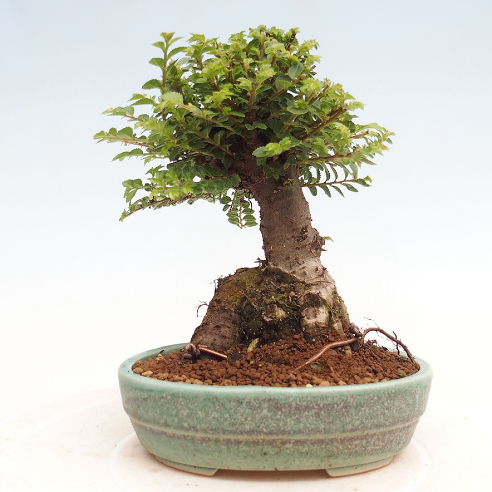 Vonkajší bonsai - Ulmus parvifolia Hokkaido - brest Činski