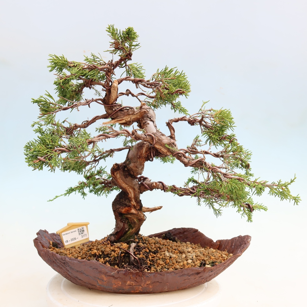Vonkajší bonsai – Juniperus chinensis Itoigawa – čínsky jalovec