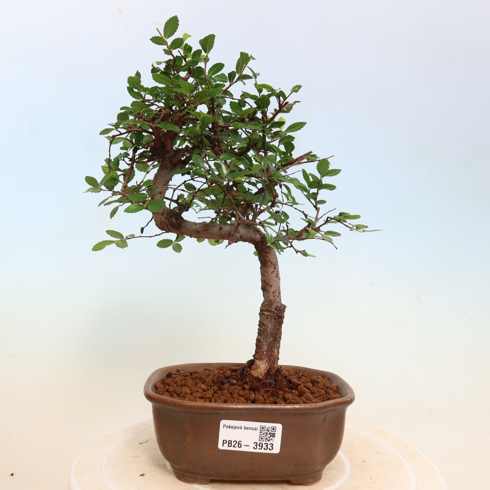 Izbový bonsaj - Ulmus parvifolia - brest malolistý