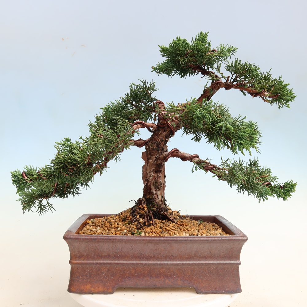 Vonkajší bonsaj - Juniperus chinensis Kishu