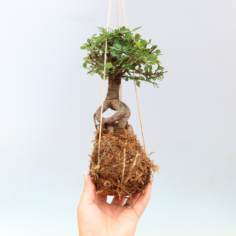 Kokedama v keramike – Ulmus parvifolia – jaseň malolistý