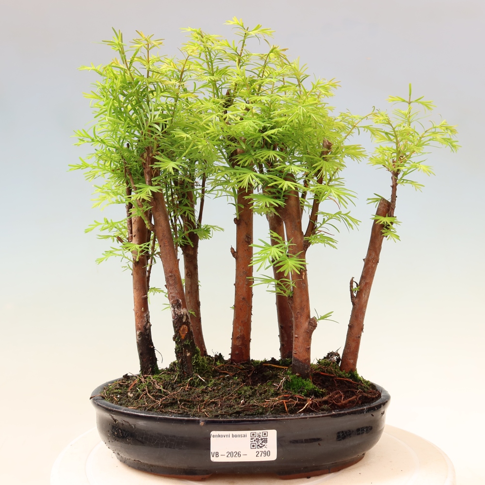 Vonkajší bonsai – Metasequoia glyptostroboides – čínska metasekvoja – hájik