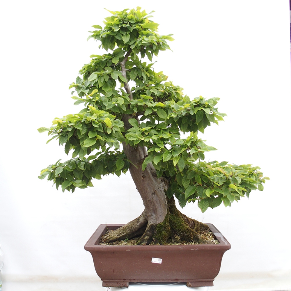 Vonkajší bonsai - Hrab obyčajný - Carpinus betulus