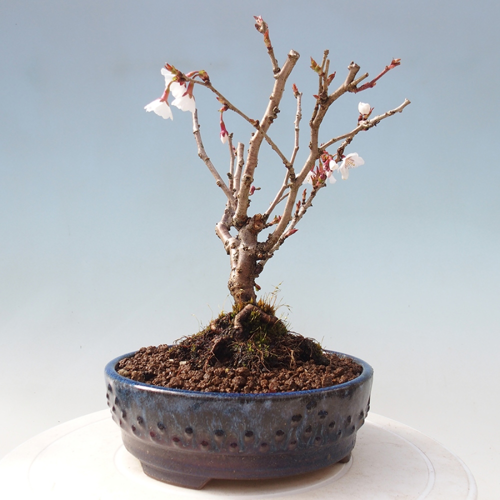 Vonkajší bonsai - Prunus incisa Kojou-no mai-Slivoň vyrezaná