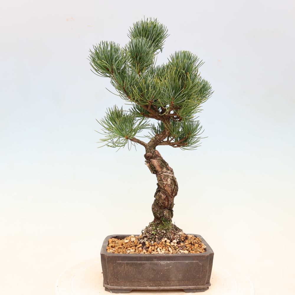 Vonkajšie bonsaje - Pinus parviflora - Pinus parviflora