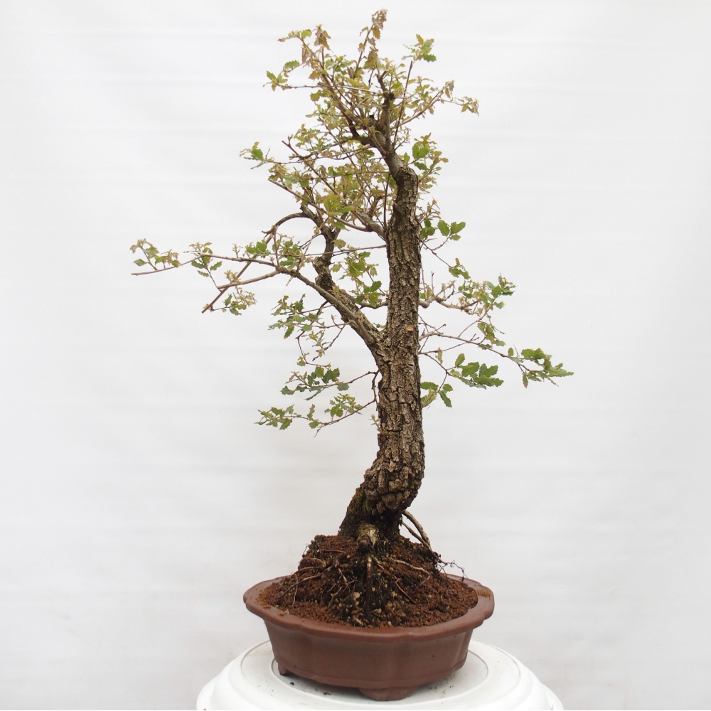 Yamadori - Quercus Ilex -Dub cezmínovitý