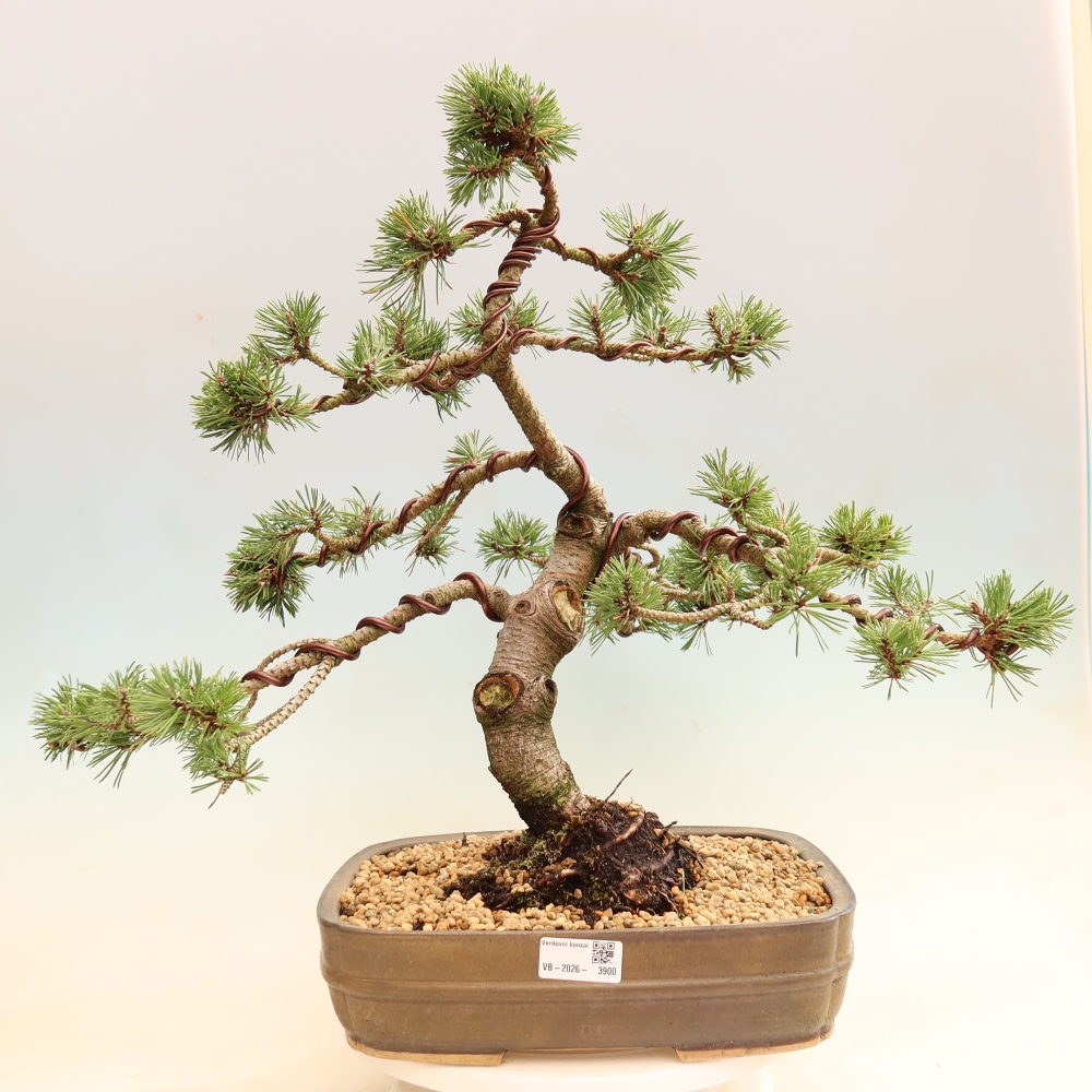 Vonkajšie bonsaje – Pinus mugo Humpy – borovica krivá