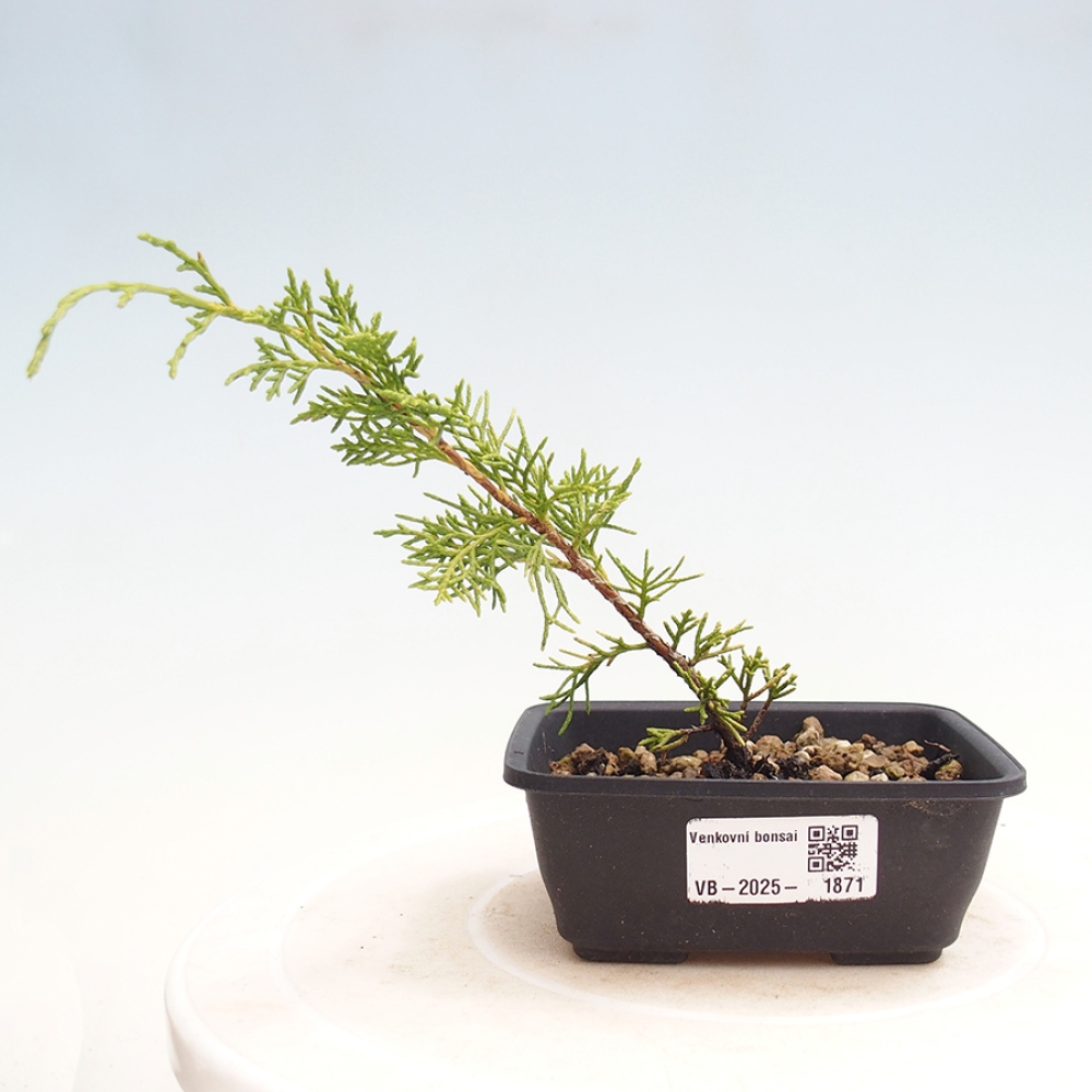Vonkajší bonsai - Juniperus chinensis Itoigawa -Jalovec čínsky