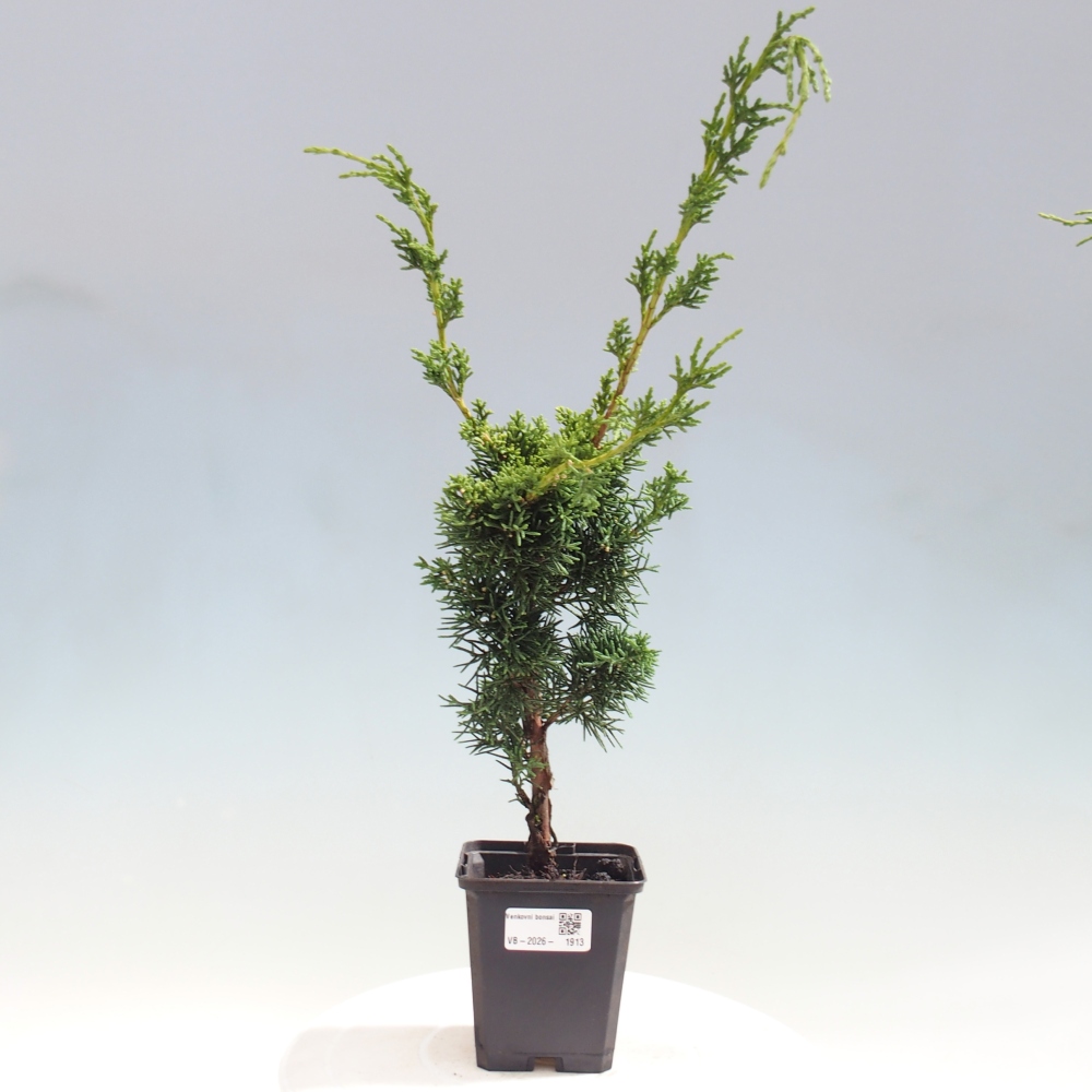 Vonkajší bonsaj - Juniperus chinensis Kishu