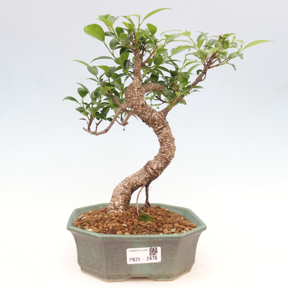 Izbová bonsai - Ficus retusa - malolistá fikus