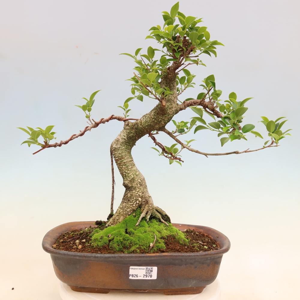 Izbové bonsaje - Ficus kimmen - drobnolistý fikus