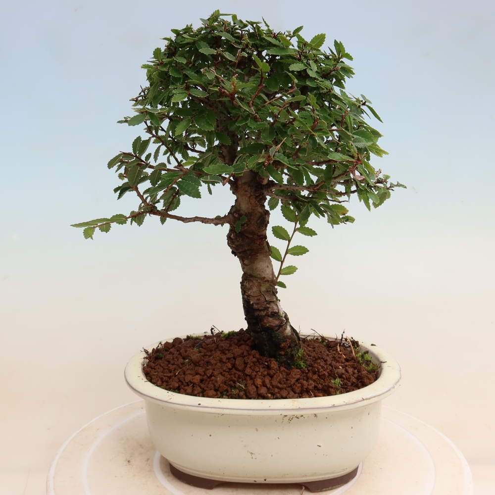 Vonkajšie bonsaje - Zelkova - Zelkova NIRE