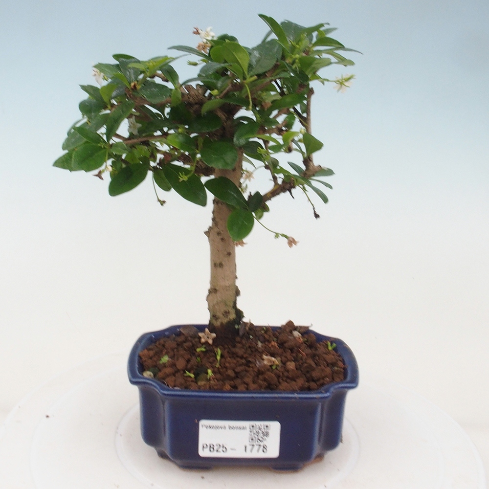 Izbová bonsai - Carmona macrophylla - Čaj fuki