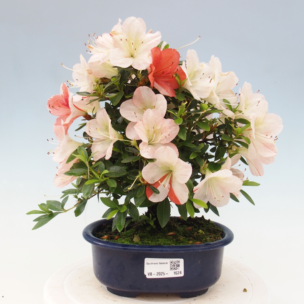 Vonkajší bonsai - Japonská azalka -  Azalea Asazakura