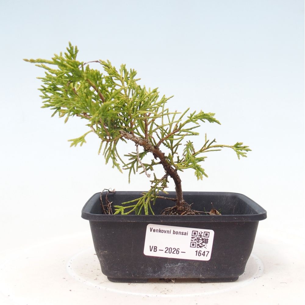 Vonkajší bonsaj - Juniperus chinensis Itoigawa