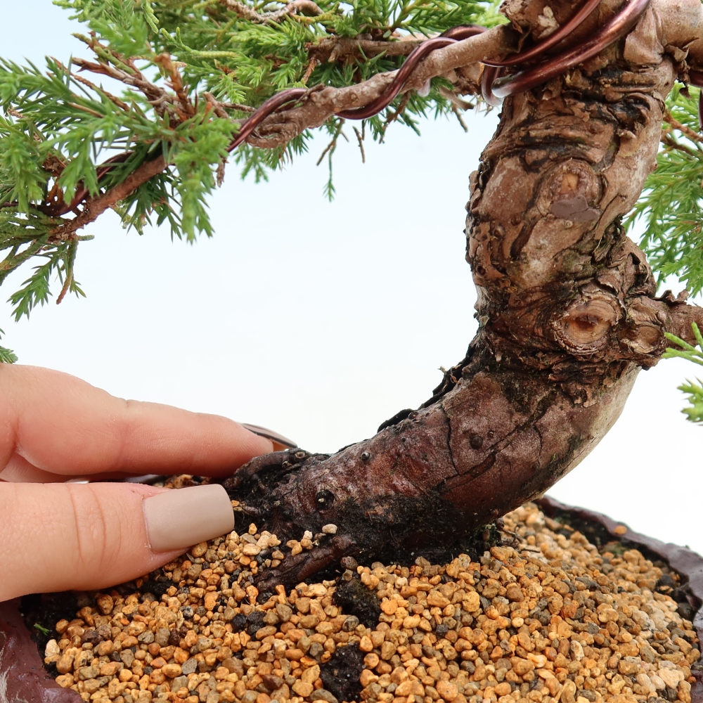 Vonkajší bonsai – Juniperus chinensis Itoigawa – čínsky jalovec