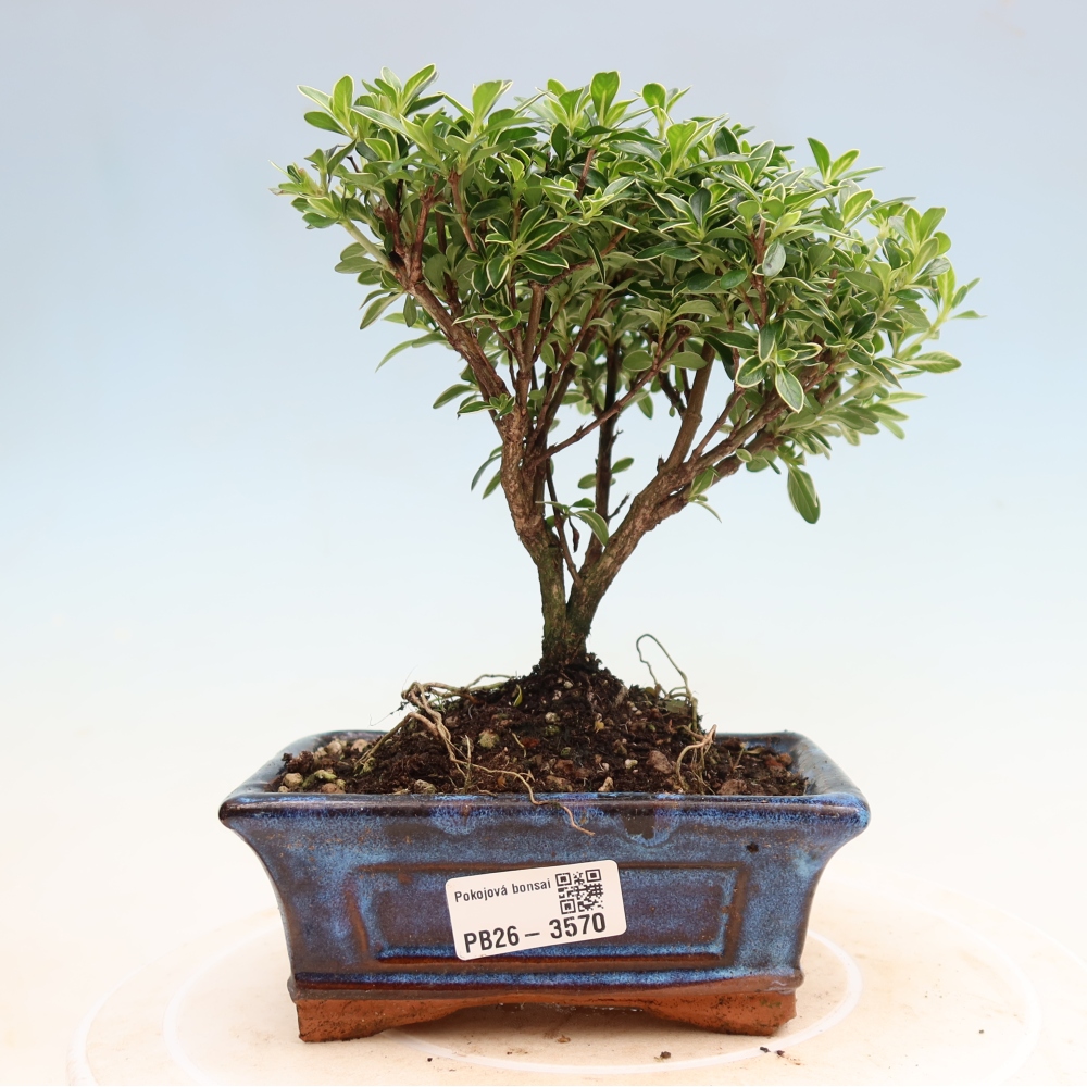 Izba bonsai – Serissa foetida Variegata – Strom tisíc hviezd