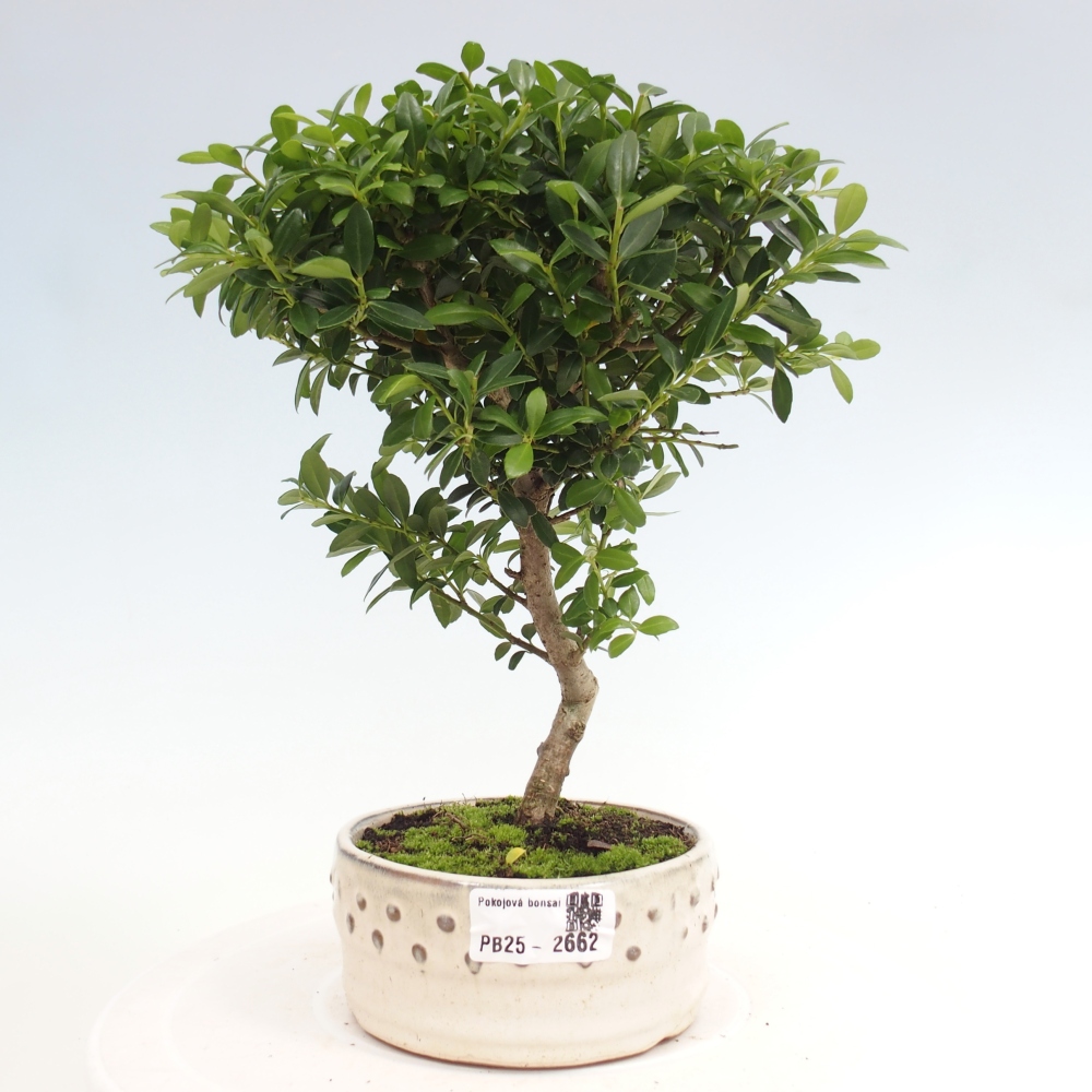 Izbová bonsai - Ilex crenata - Cezmína