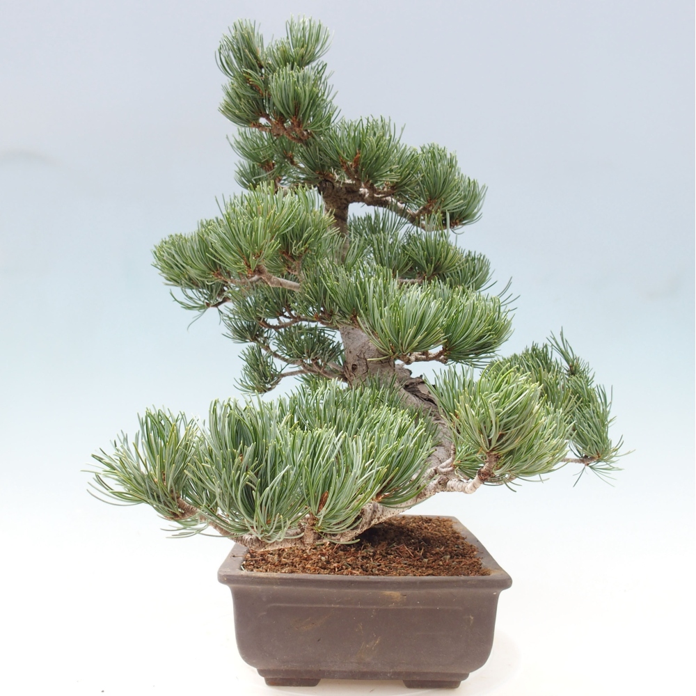 Vonkajšie bonsai - Pinus parviflora - Borovica drobnokvetá