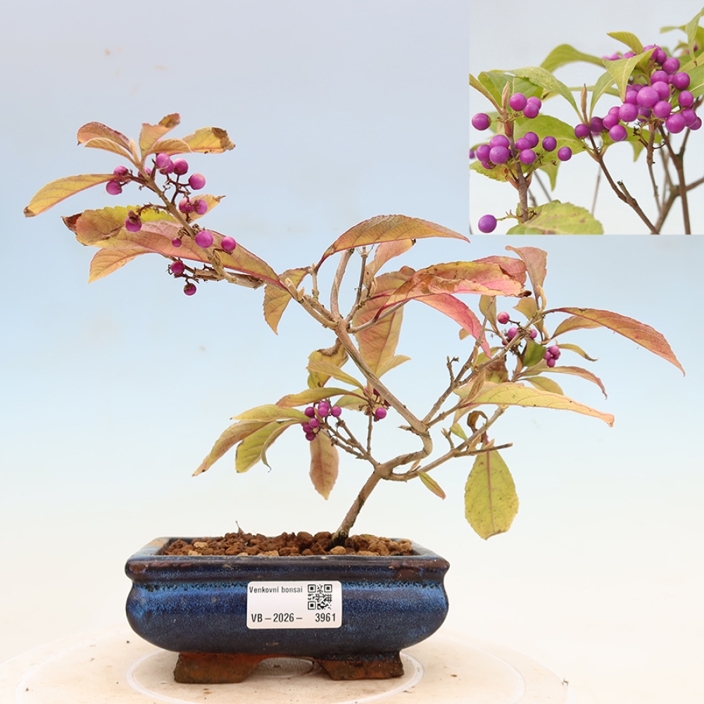 Vonkajší bonsai – krásnoplodka – Callicarpa bodinierova profusion
