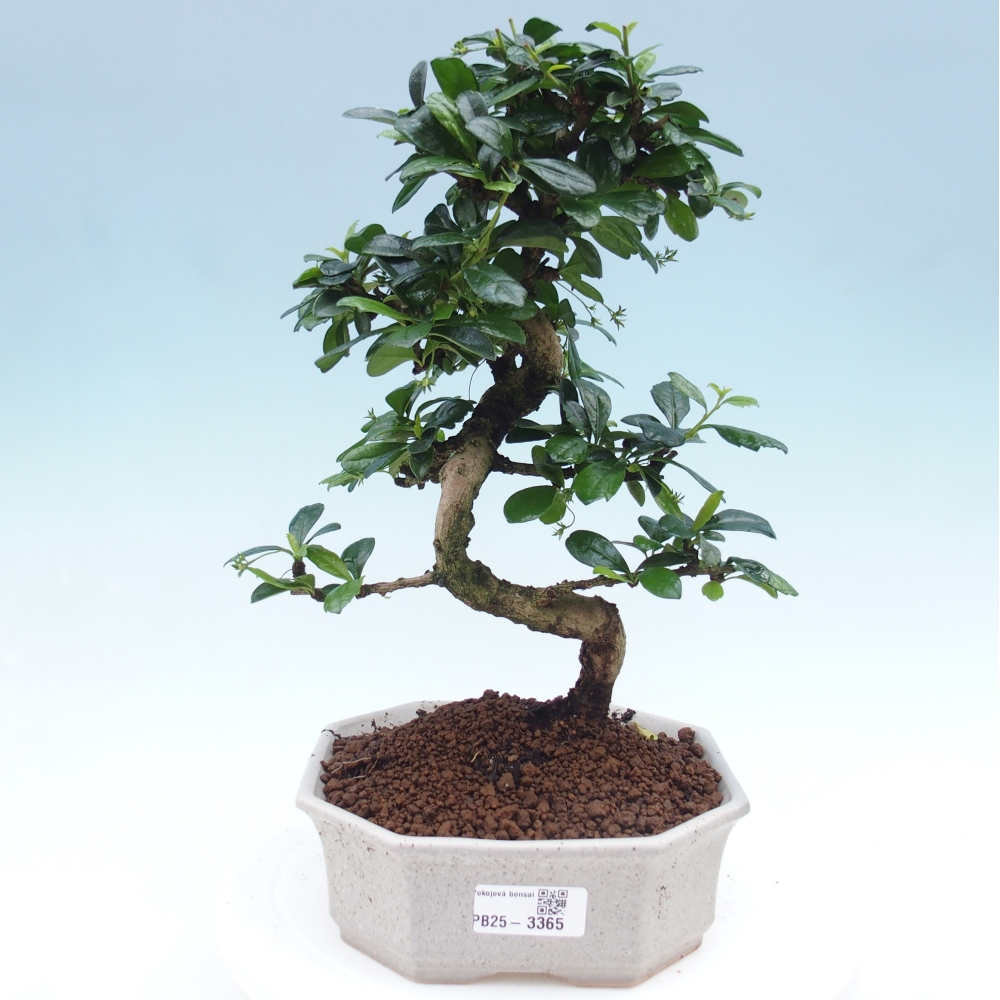 Izbová bonsai - Carmona macrophylla - Čaj fuki