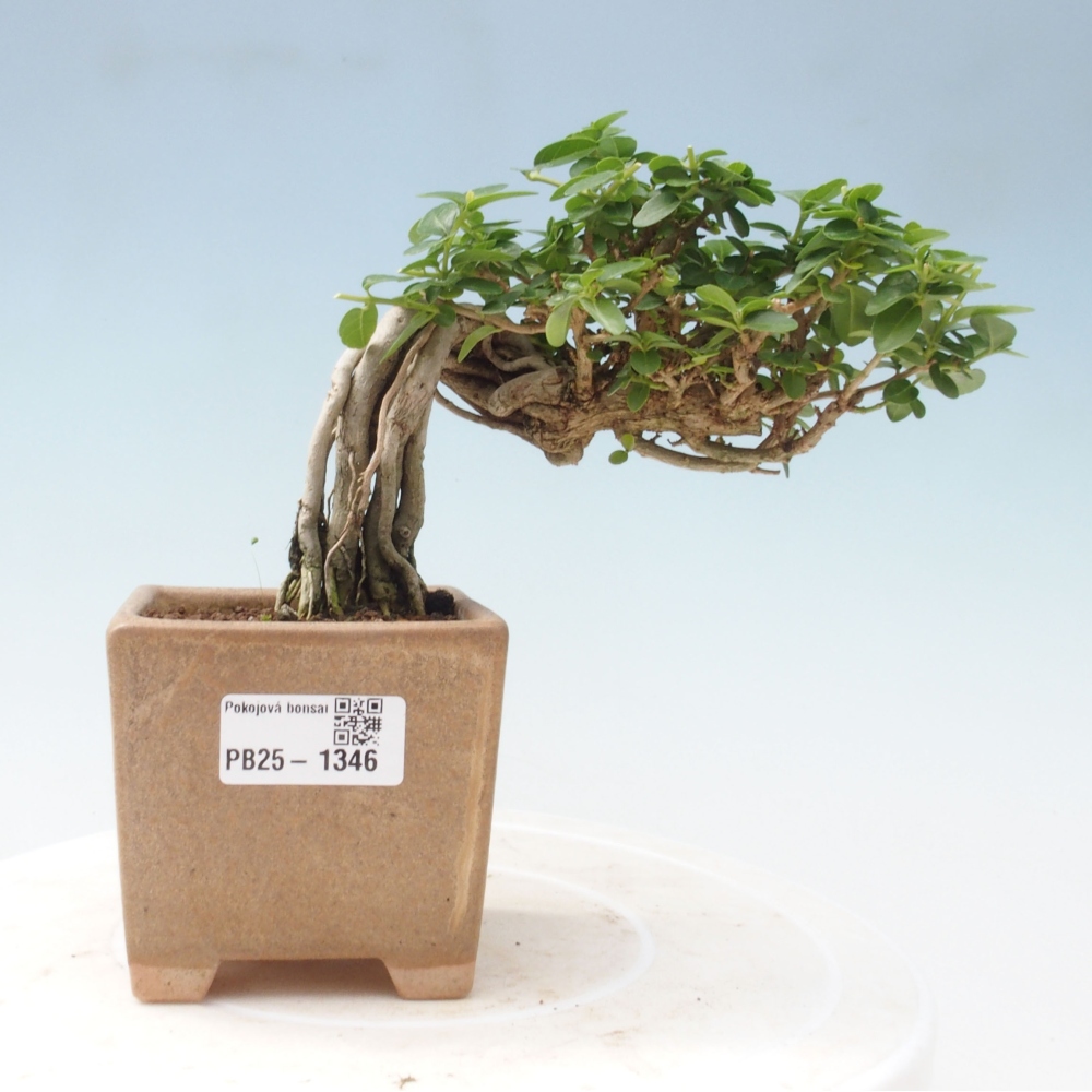 Izbová bonsai - Premna serratifolia - Kozlovoň malolistá